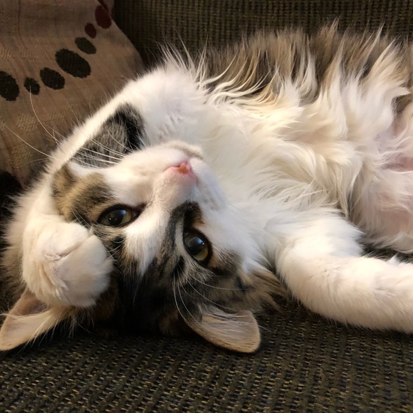 Meet your Posher, Juliann - Picture 1 of 1